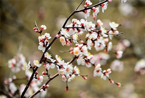 吃喝玩樂(lè)不遠(yuǎn)行，帶你一卡游濟(jì)寧！濟(jì)寧旅游惠民卡送您一個(gè)春天（附辦卡攻略）