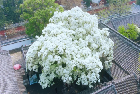 濟(jì)寧孔子文旅集團(tuán)兩孟景區(qū)做客濟(jì)寧廣播電視臺(tái)公益性融媒體系列訪談