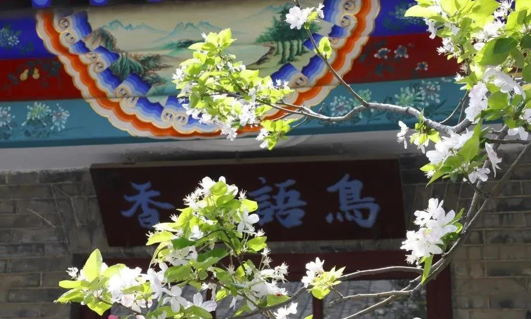 賞花地圖——最美三月天，帶你走進(jìn)濟(jì)寧的花花世界